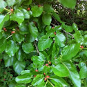 Mulberry