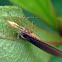 Lynx Spider