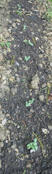 Spotting Image 1