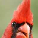Northern Cardinal