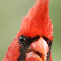 Birds of Houston Texas