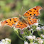 Comma
