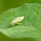 Froghopper