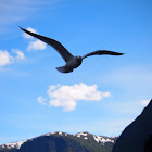 Common Gull