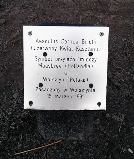 Aesculus Carnea Briotii