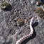 Milk Snake