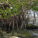 Red Mangrove Tree