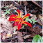Wild Ginger