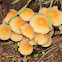Hypholoma fasciculare