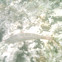 Slippery Dick Wrasse