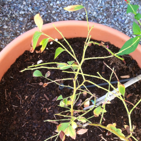 Dying(?) blueberry bush Project Noah