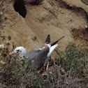 Western Gull