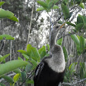 Anhinga