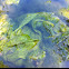 Alga