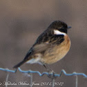 Stonechat; Tarabilla Común