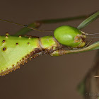 Cranidium gibbosum