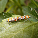 Ailanthus webworm mating.
