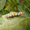 Ailanthus webworm mating.