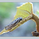 Moth