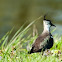 Lapwing