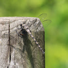 Gray Petaltail