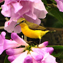 Olive-backed sunbird