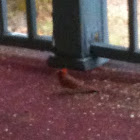 Cardinal