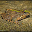 Northern Cricket Frog