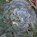 Turkey Tail