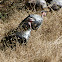 Rio Grande Wild Turkey