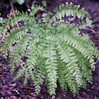 Maidenhair Fern