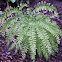 Maidenhair Fern