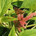 Common branded skipper
