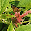 Common branded skipper