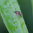 Hover Fly