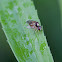 Hover Fly