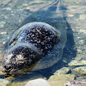 Common seal