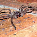 Huntsman Spider