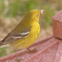 Pine Warbler
