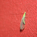Green Lace Wing