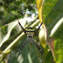 Multi-coloured St. Andrews Cross Spider