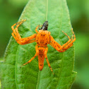 Orange Lynx Spider