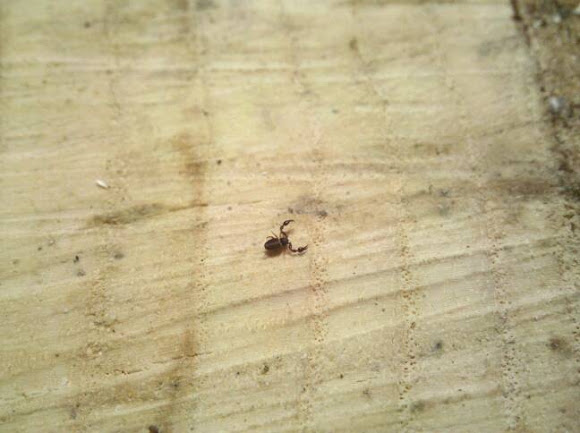 Spotting Image 1