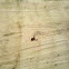 Pseudoscorpions (Pseudoscorpiones)