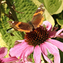 Red admiral