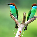 Blue-throated Bee-eater