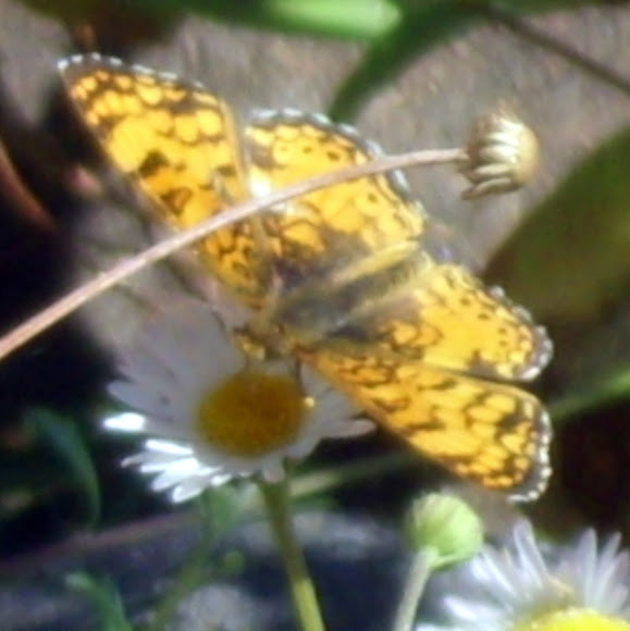Spotting Image 1