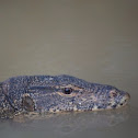 Water Monitor Lizard