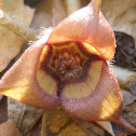Wild Ginger