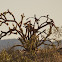 Buckhorn Cholla